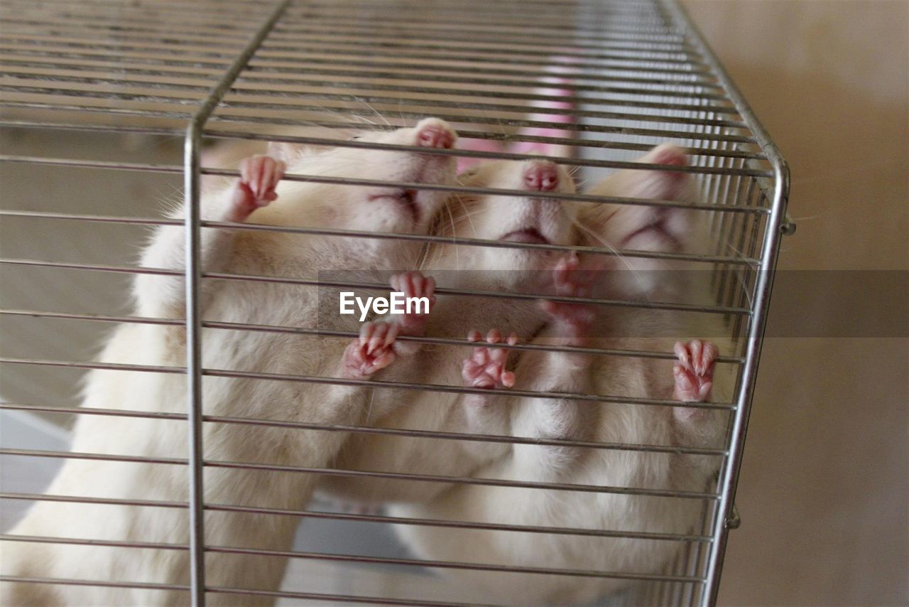 Close-up of rats in cage