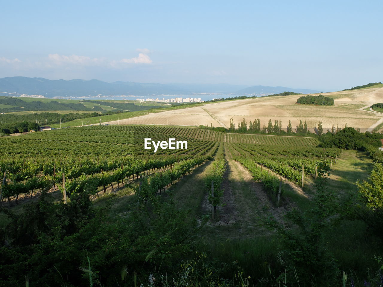 Scenic view of agricultural field against sky