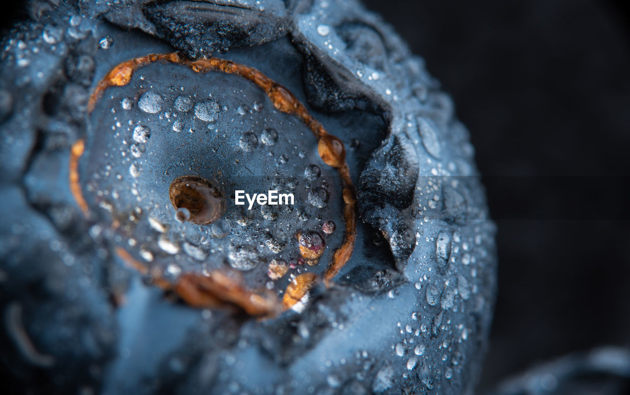 Blueberry covered with water drops, exteme macro background. selective focus