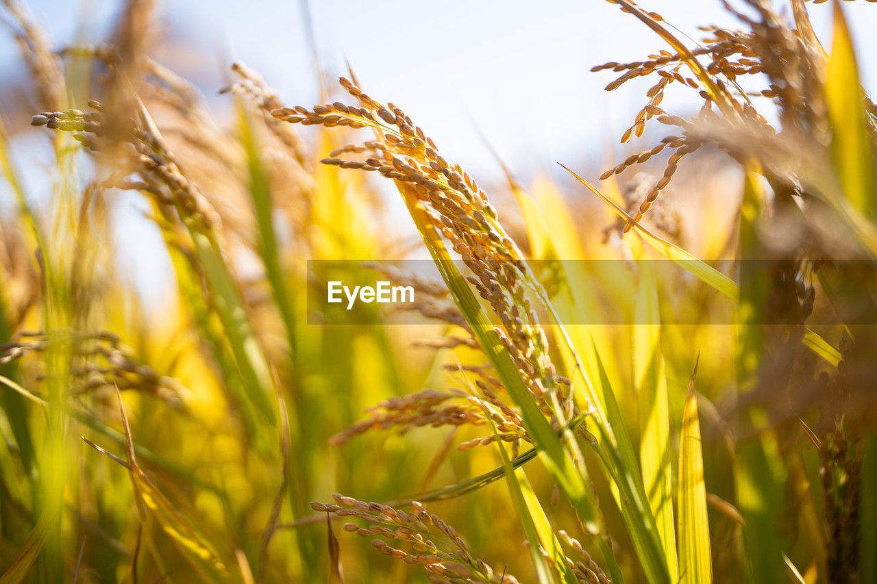 agriculture, crop, plant, cereal plant, field, landscape, rural scene, land, food, growth, nature, summer, food and drink, farm, sky, environment, beauty in nature, barley, grass, corn, yellow, close-up, sunlight, wheat, harvesting, no people, sun, organic, gold, cultivated, vibrant color, outdoors, vegetable, plant stem, backgrounds, food grain, multi colored, ripe, selective focus, sunset, scenics - nature, freshness, environmental conservation, meadow, autumn, non-urban scene, seed, social issues, prairie, extreme close-up