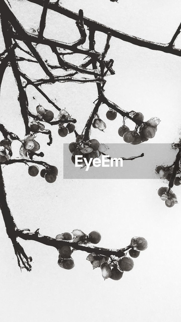 CLOSE-UP OF SNOW COVERED BRANCHES AGAINST SKY