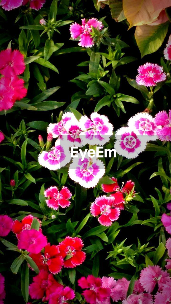 CLOSE-UP OF PINK FLOWERS BLOOMING IN PLANT