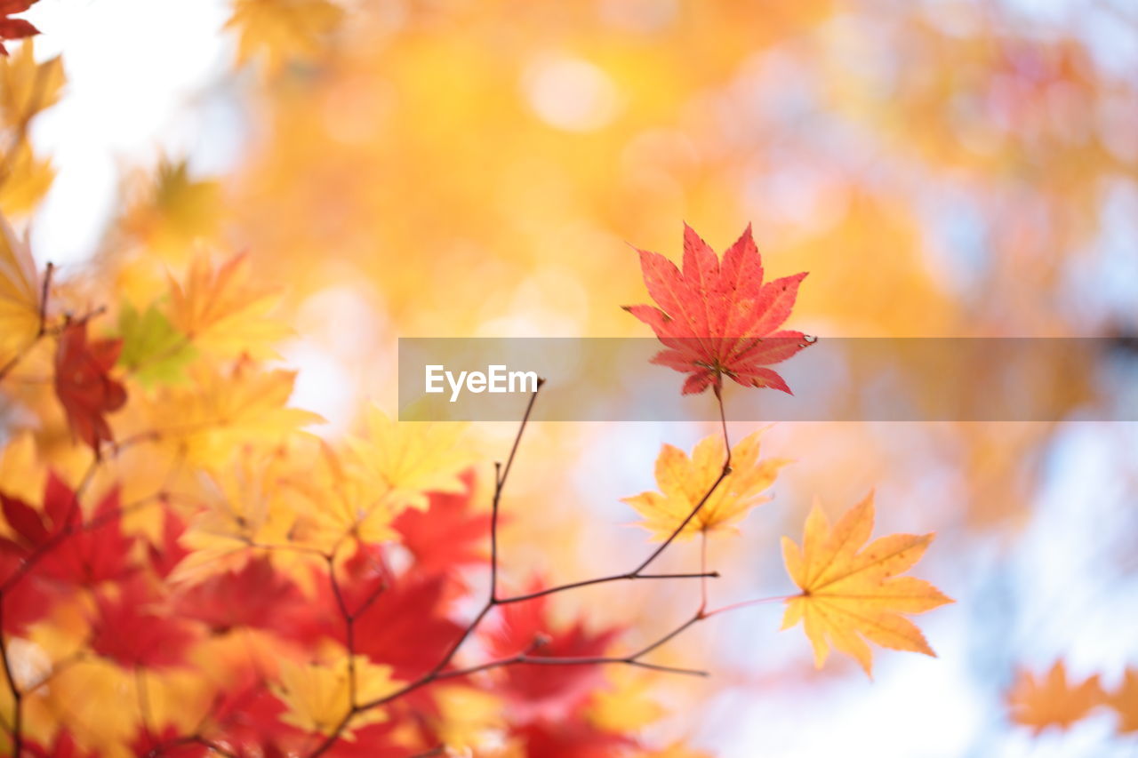 Close-up of maple leaves against blurred background