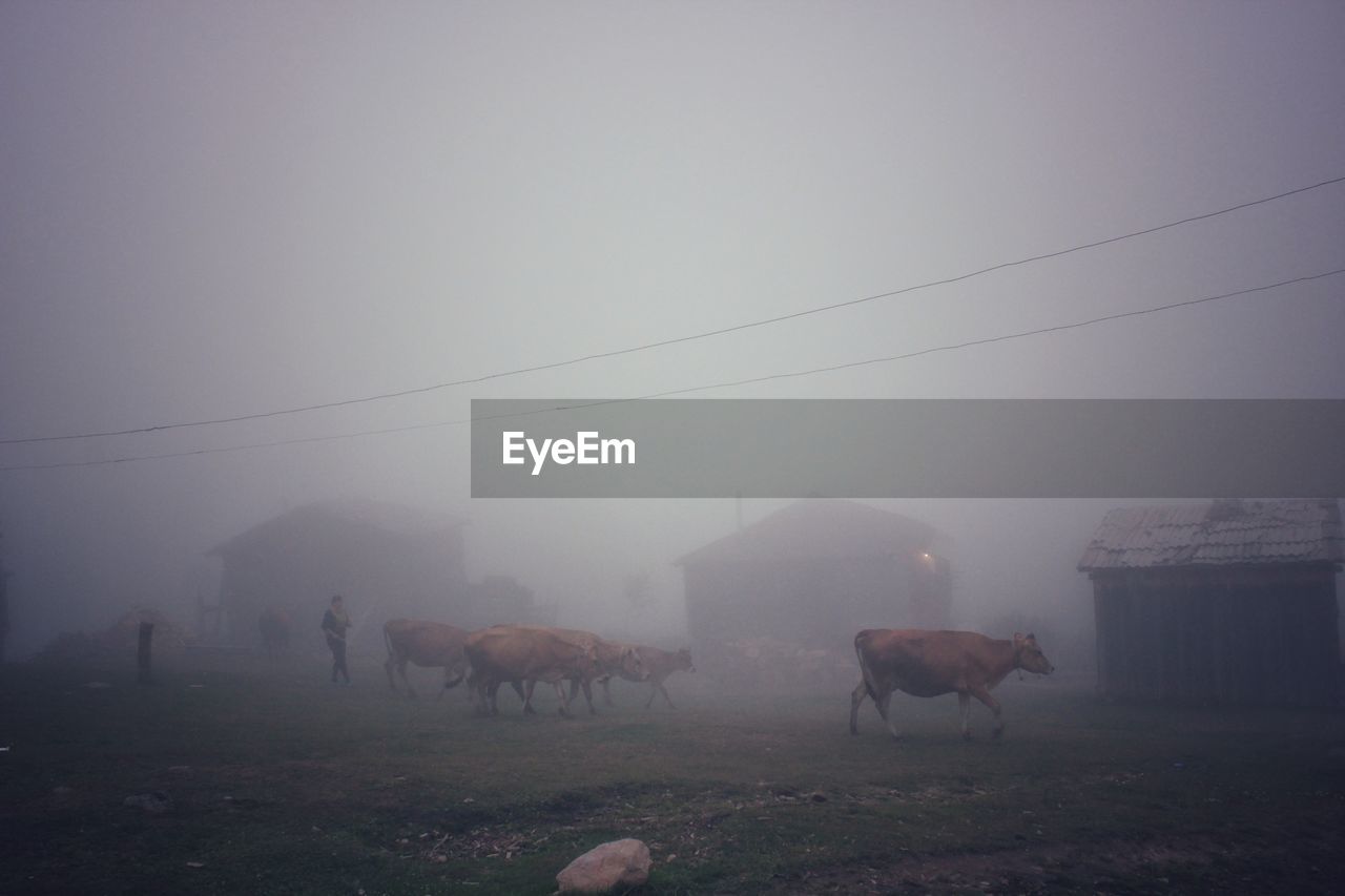 Cows on field against clear sky