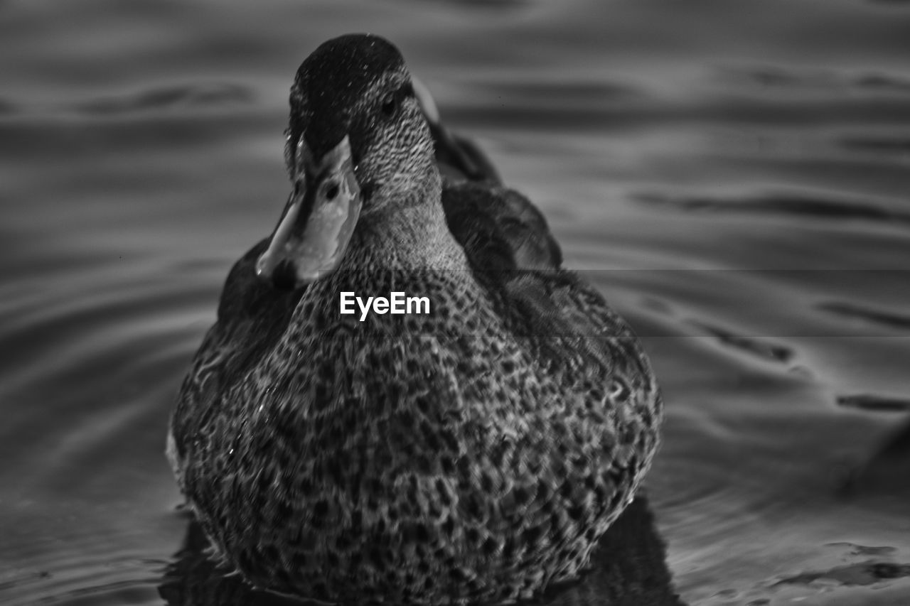 Close-up of duck in lake