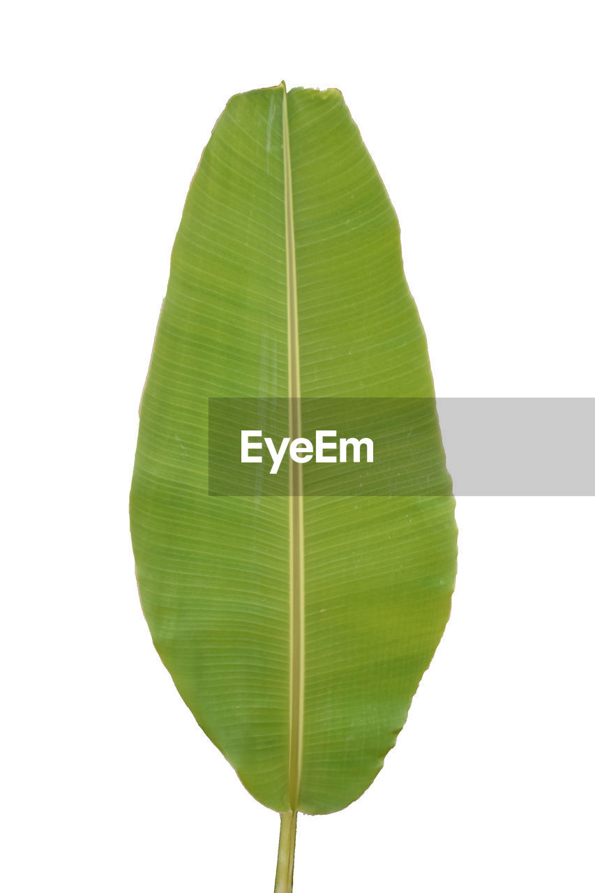 leaf, plant part, green, plant, white background, nature, tree, no people, cut out, close-up, studio shot, leaf vein, beauty in nature, freshness, banana leaf, single object, plant stem, produce, copy space, indoors, fragility