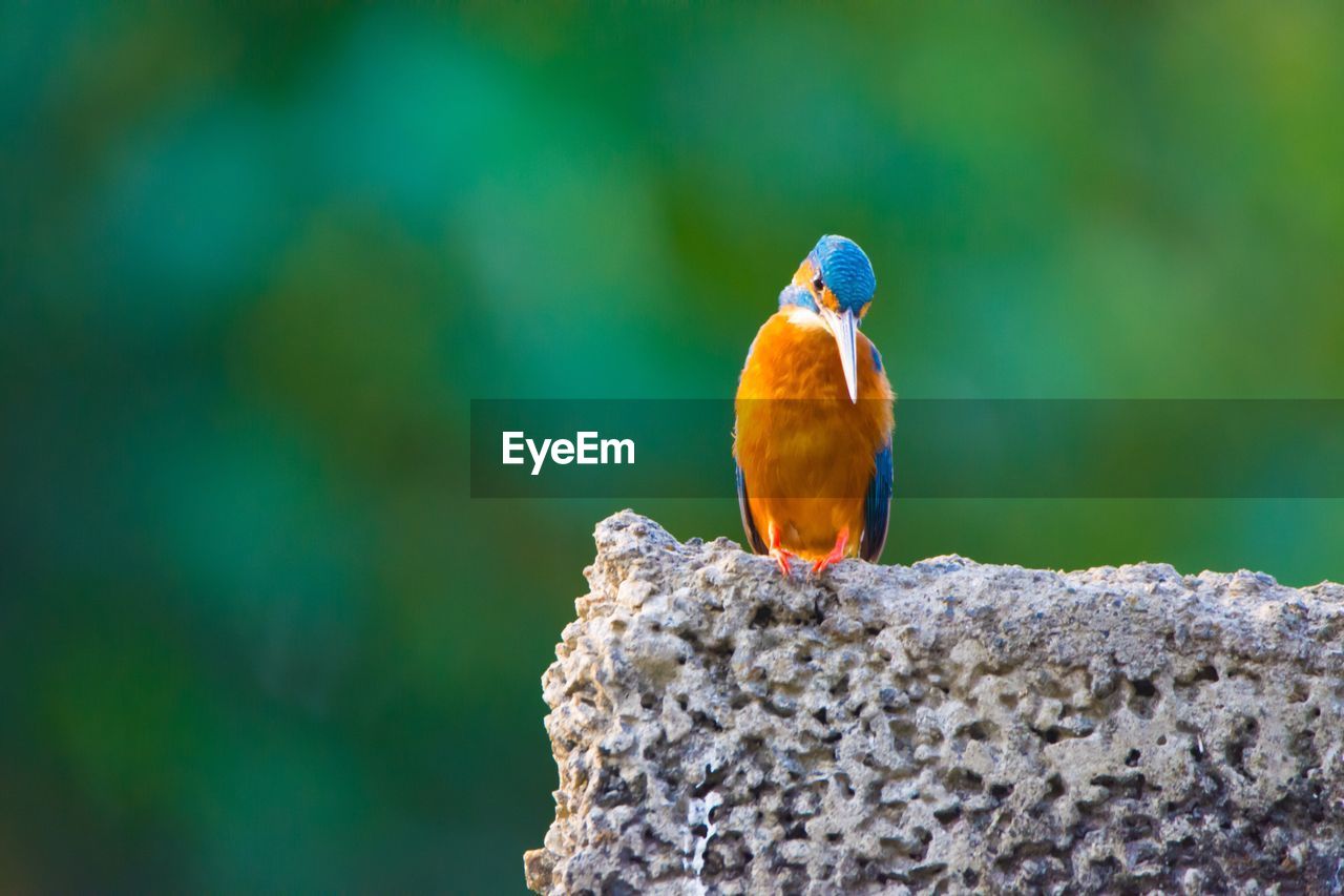 Close-up of kingfisher perching on rock
