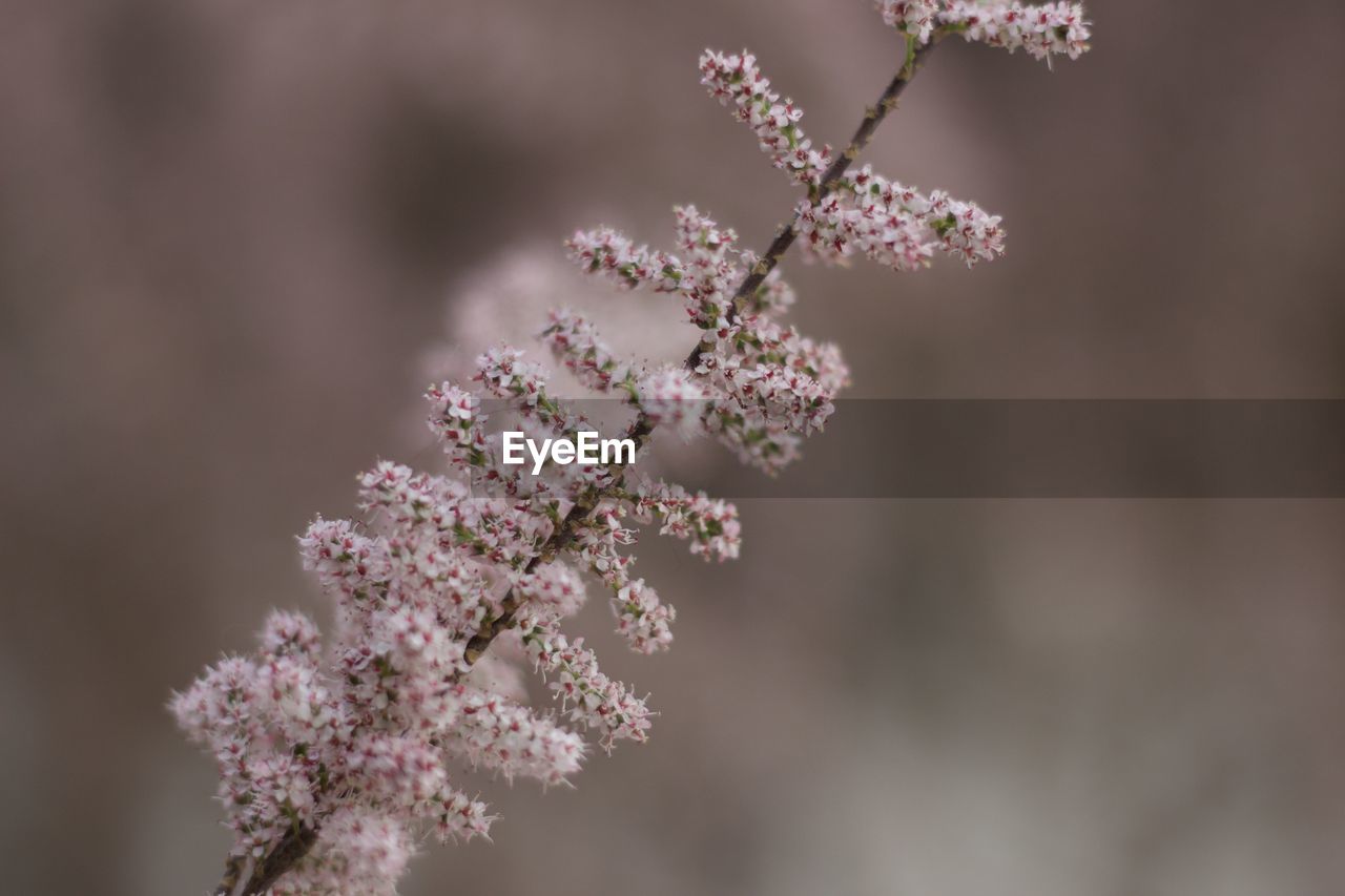 CLOSE-UP OF PINK CHERRY BLOSSOMS