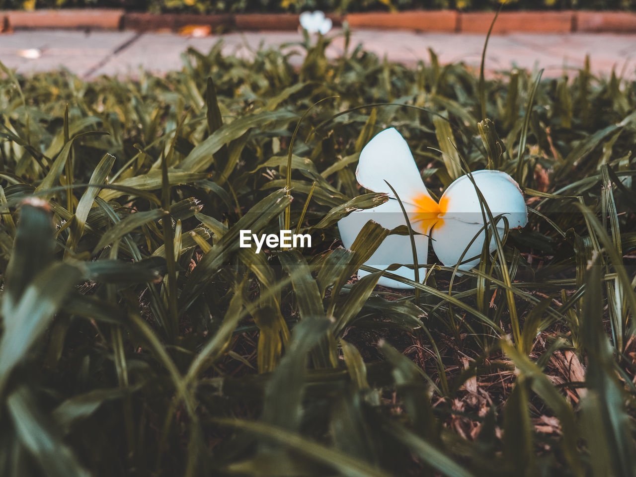 CLOSE-UP OF WHITE FLOWERING PLANT ON FIELD