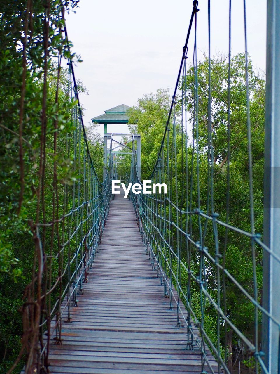 FOOTBRIDGE AMIDST TREES AND PLANTS IN FOREST