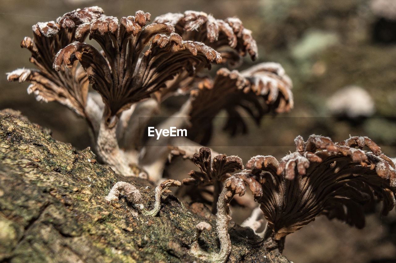 Close-up of dead wood mushrooms