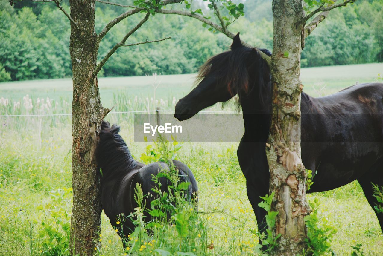 Friesian horse and foal by trees