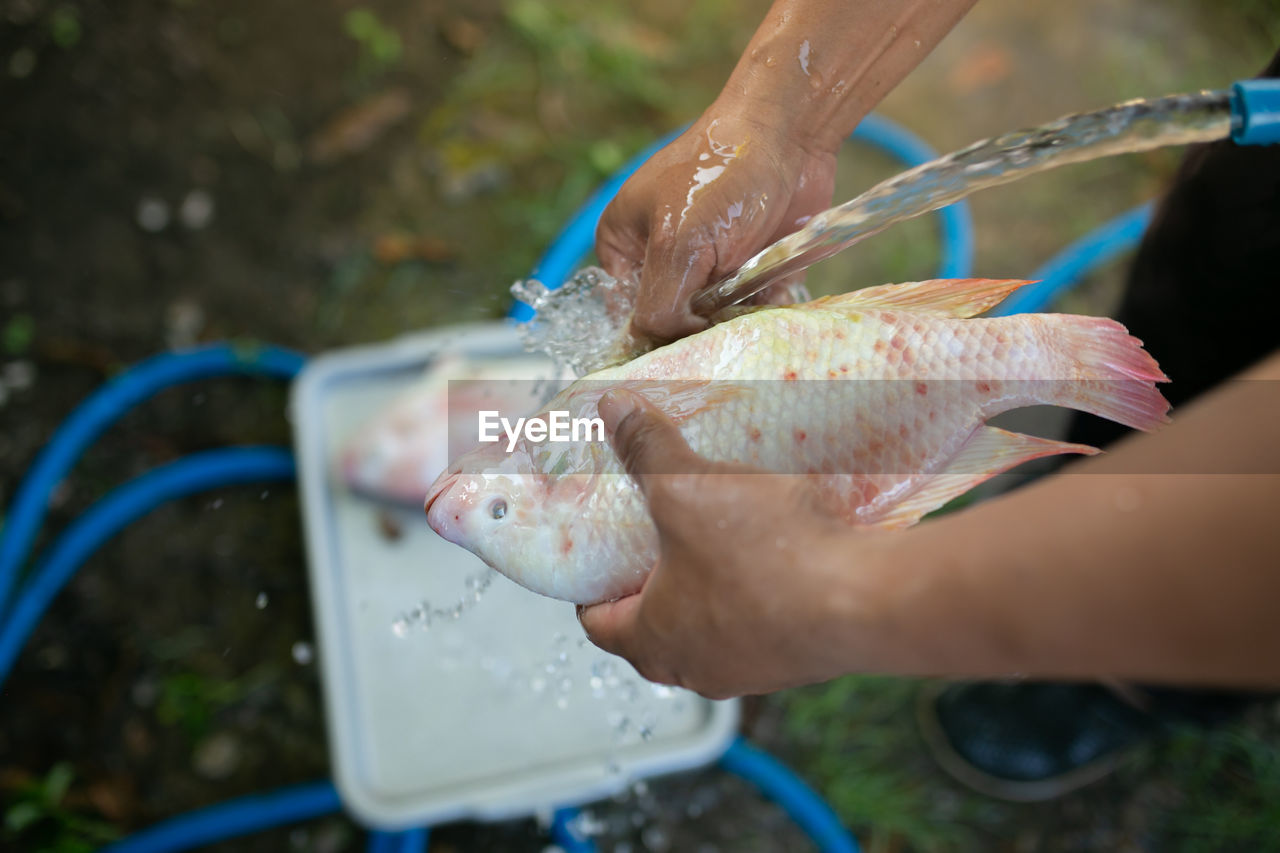 close-up of fish in water