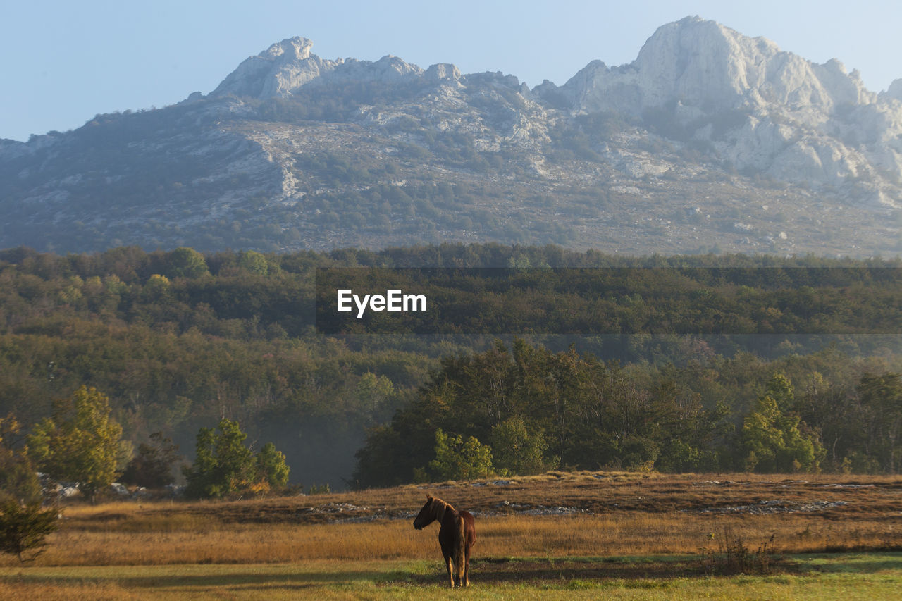 Lone horse on the velebit mountain, croatia