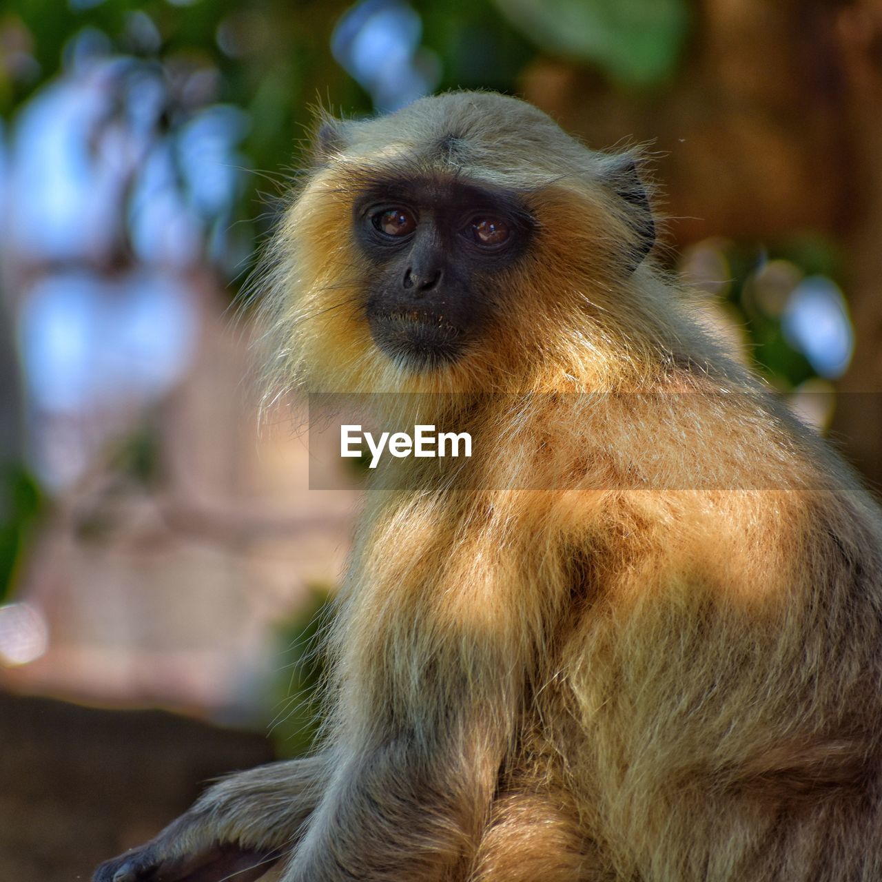 CLOSE-UP OF MONKEY ON OUTDOORS