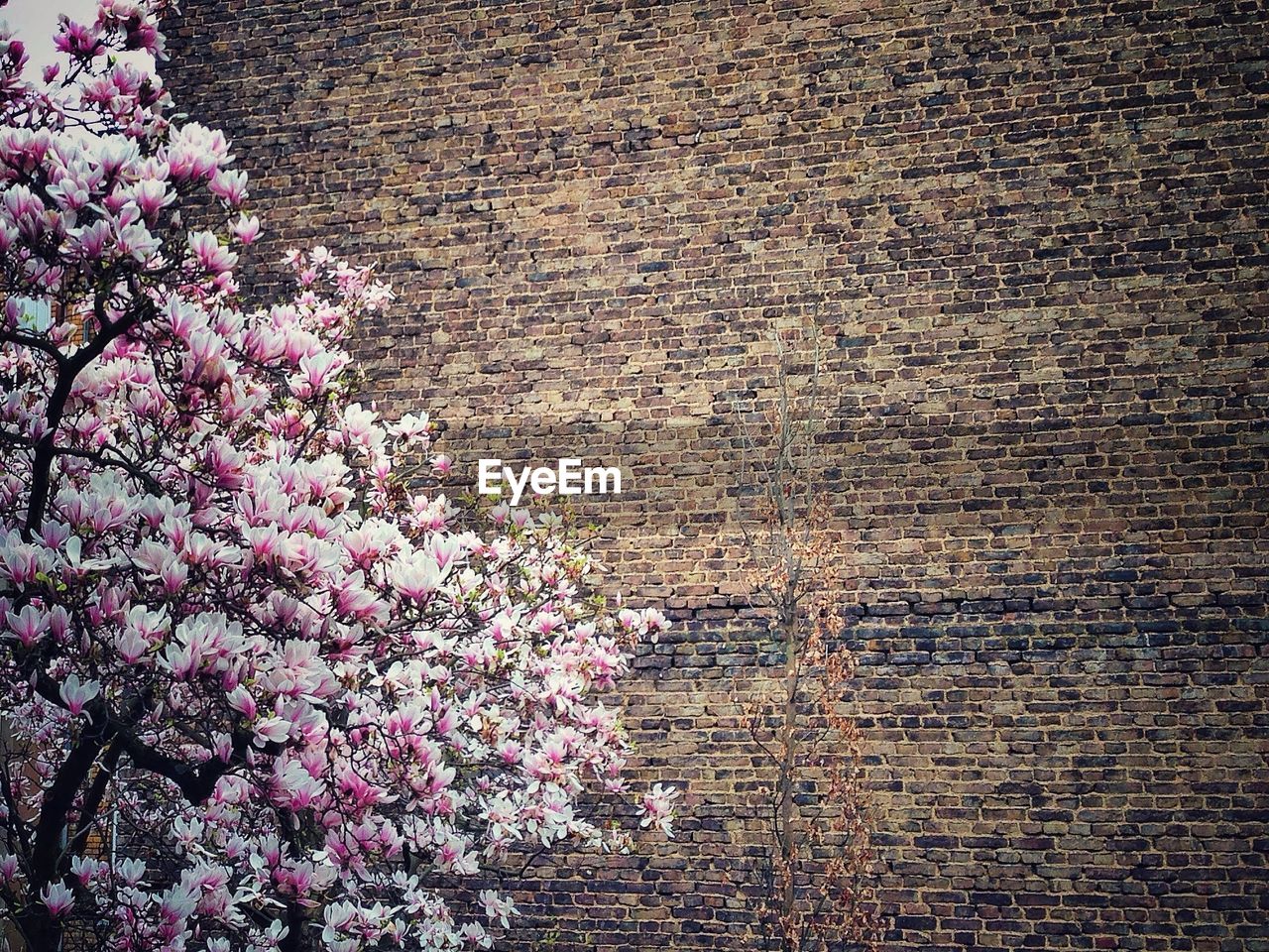 Pink flowering tree against brick wall