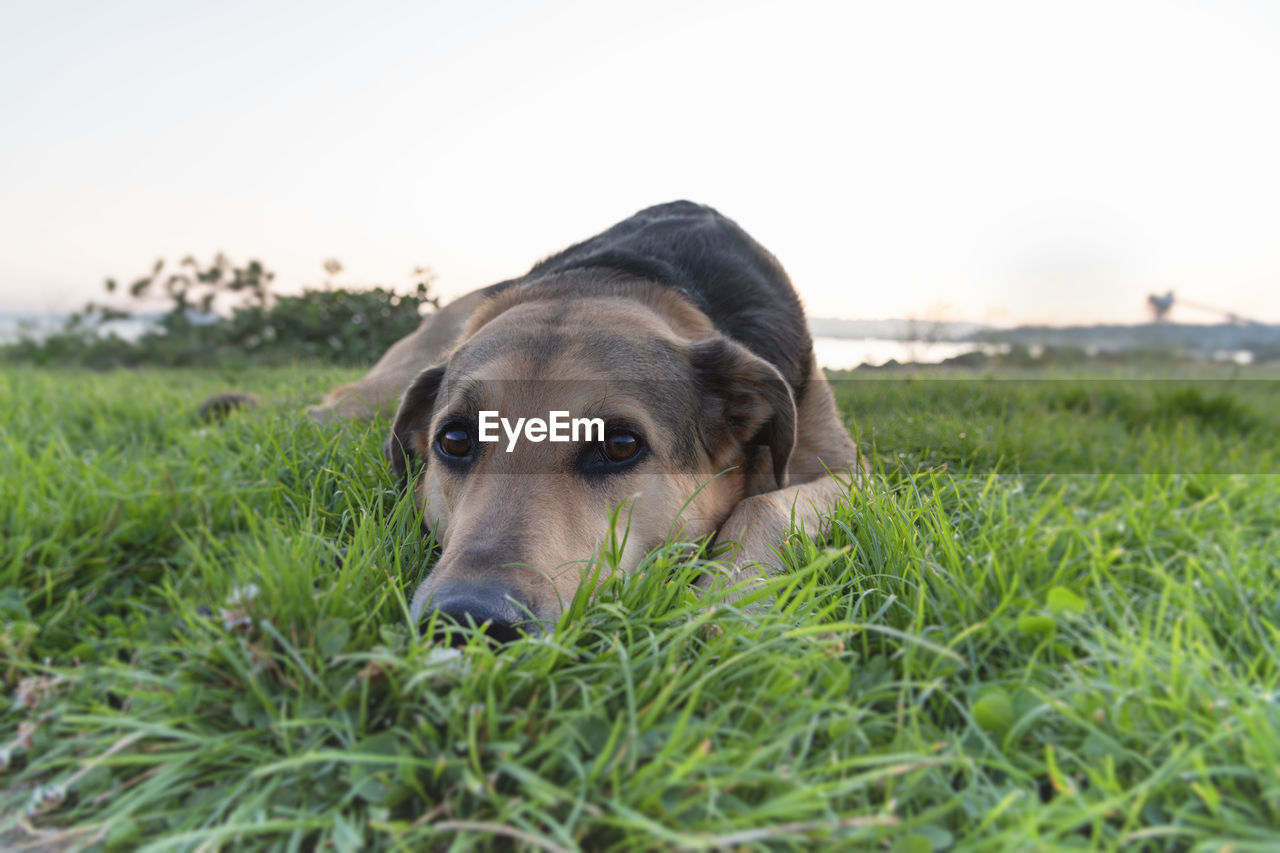 Dog laying in green grass looking pensive.