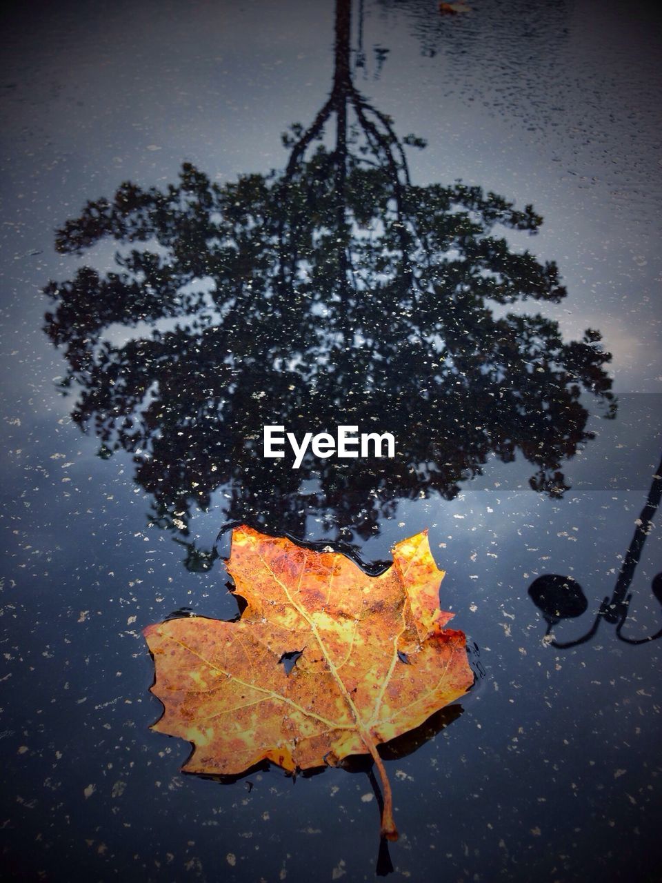 Autumn leaf and reflection of tree on puddle
