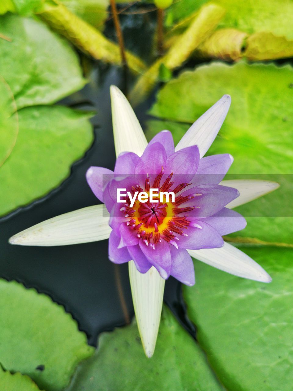 CLOSE-UP OF WATER LILY IN POND