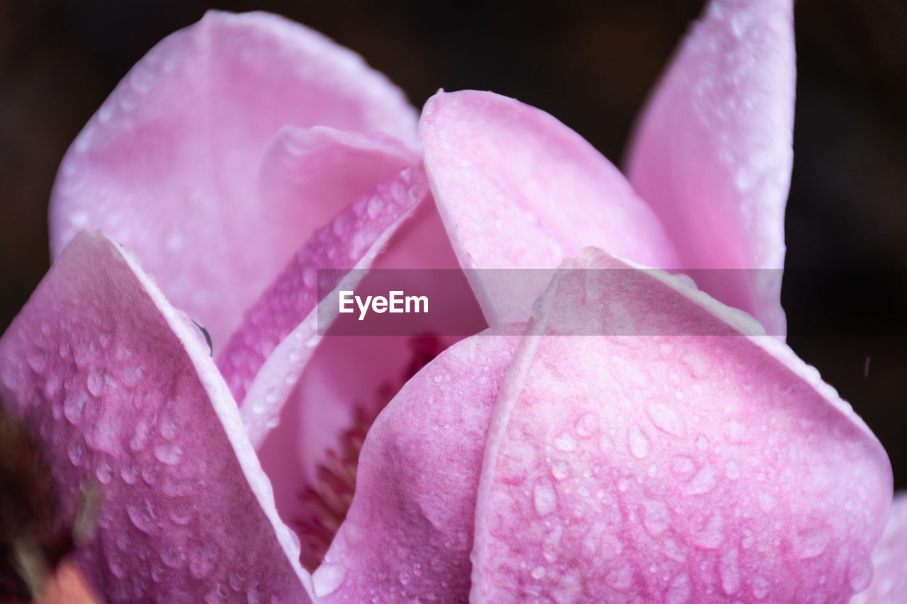 CLOSE-UP OF WATER DROPS ON PINK FLOWER