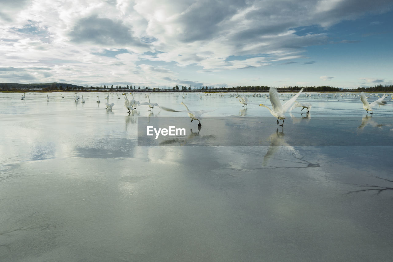 View of water birds