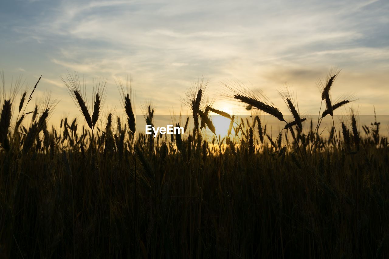 Close-up of wheat field against sky during sunset