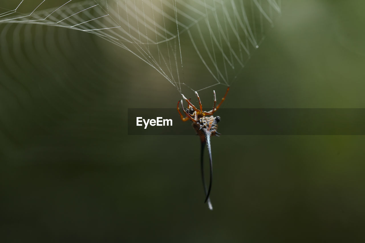 Long horned spider in web spider