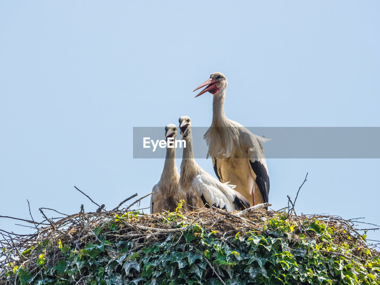 LOW ANGLE VIEW OF BIRDS PERCHING AGAINST SKY