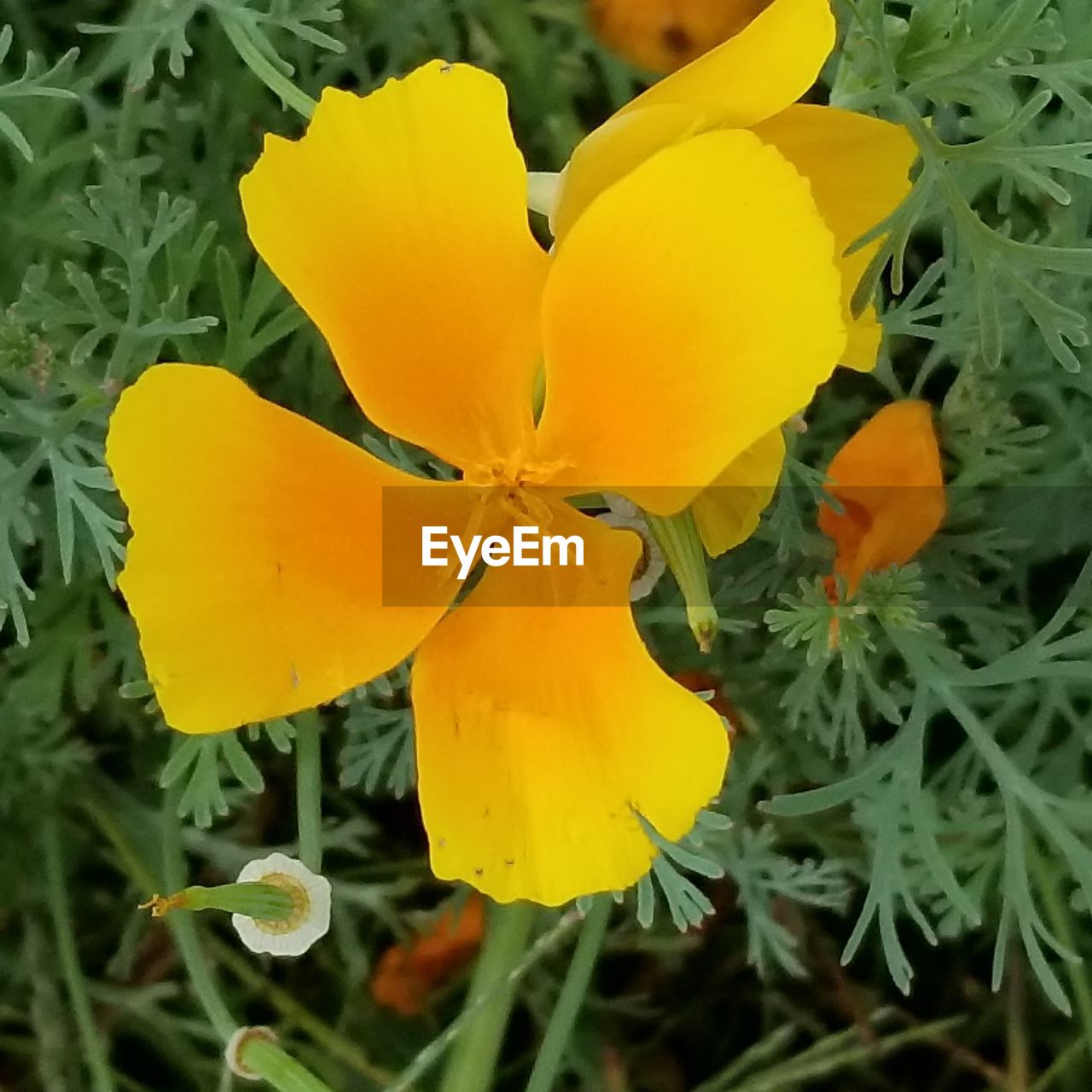 CLOSE-UP OF YELLOW FLOWERS BLOOMING