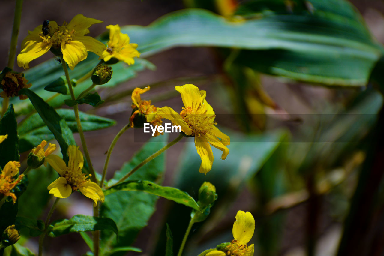 Close-up of yellow guizotia abyssinica flowering plant