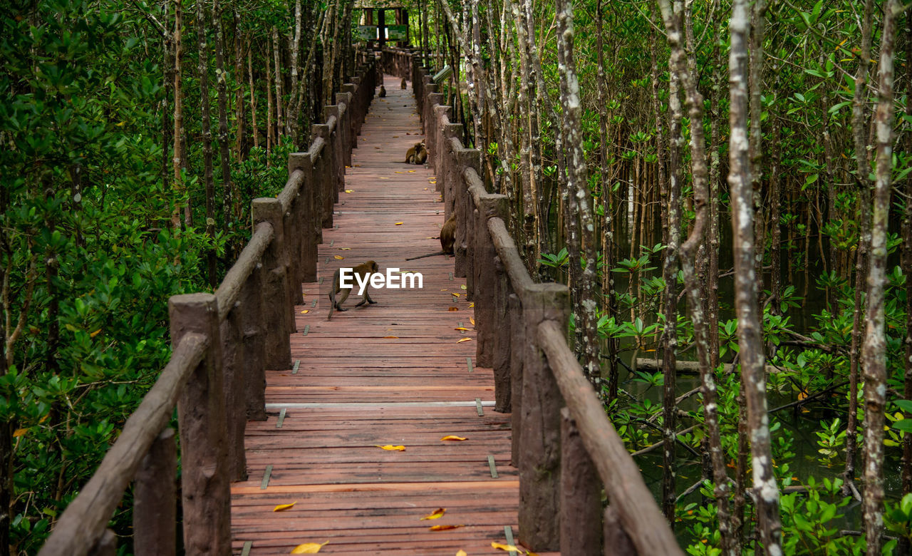 rear view of man walking on boardwalk in forest