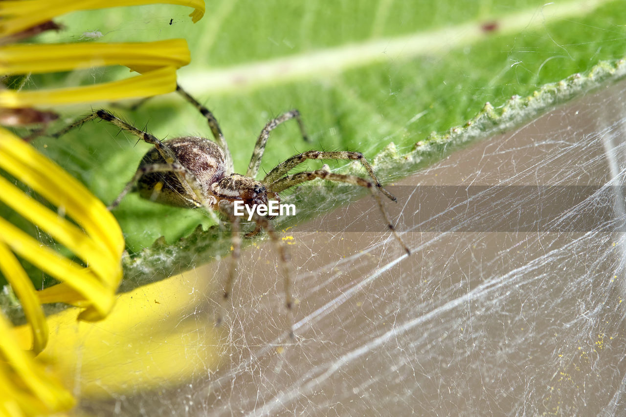 CLOSE-UP OF SPIDER ON GREEN LEAF