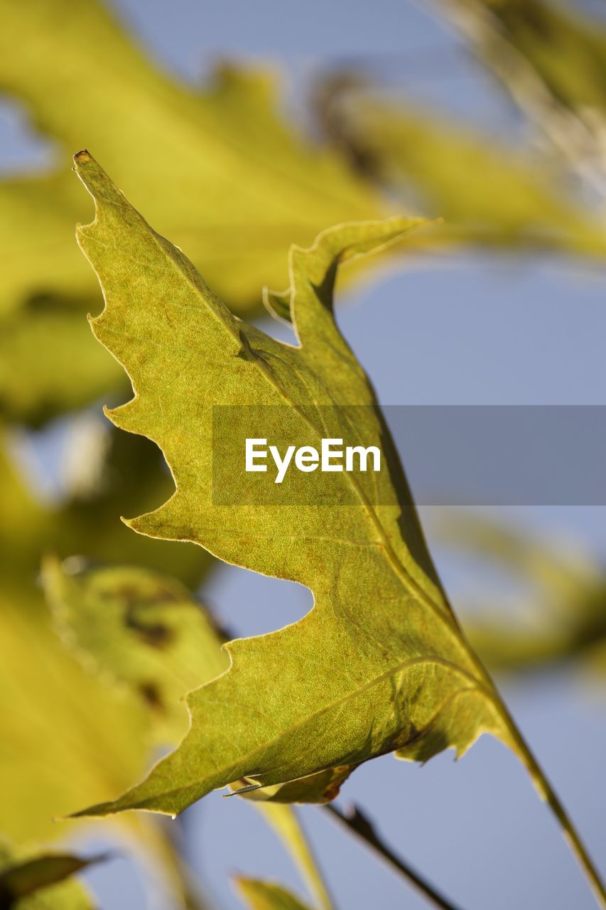 yellow, leaf, tree, plant part, plant, branch, nature, green, macro photography, no people, autumn, close-up, flower, plant stem, sunlight, outdoors, focus on foreground, sky, day, beauty in nature