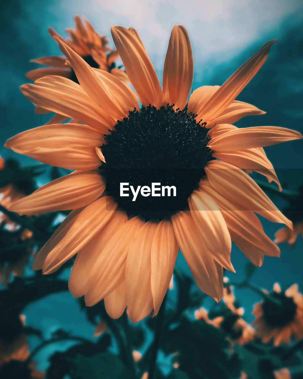 flowering plant, flower, plant, freshness, beauty in nature, flower head, petal, inflorescence, growth, fragility, close-up, macro photography, nature, pollen, focus on foreground, no people, yellow, outdoors, sunflower, botany, orange color, plant stem, day, sky, blossom