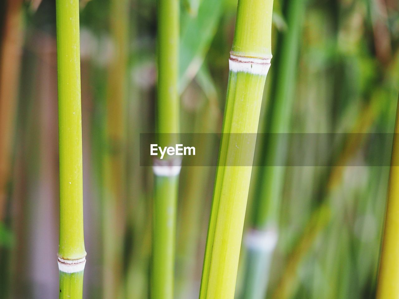 Close-up of bamboo plants growing outdoors