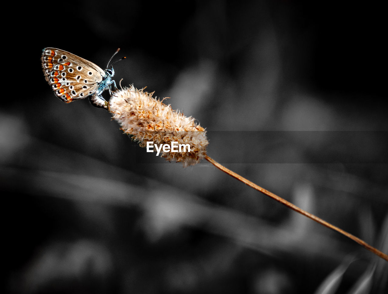 CLOSE-UP OF BUTTERFLY POLLINATING ON PURPLE FLOWER