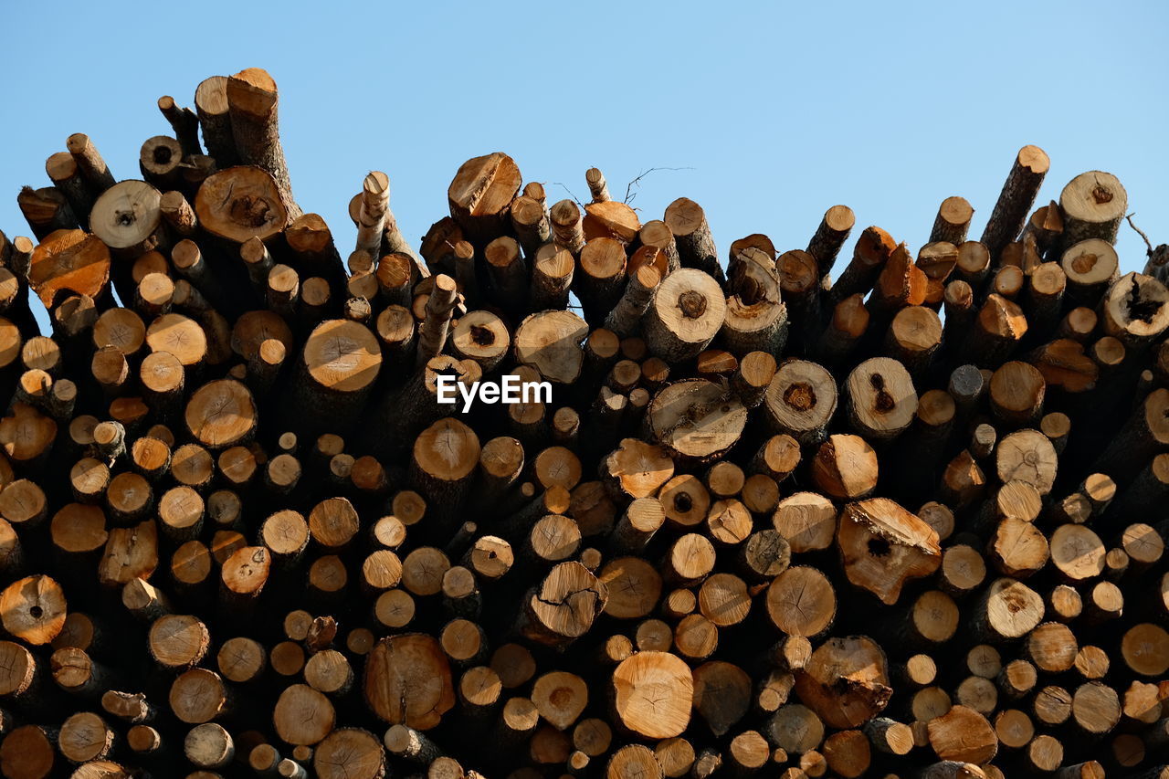 STACK OF FIREWOOD IN FOREST