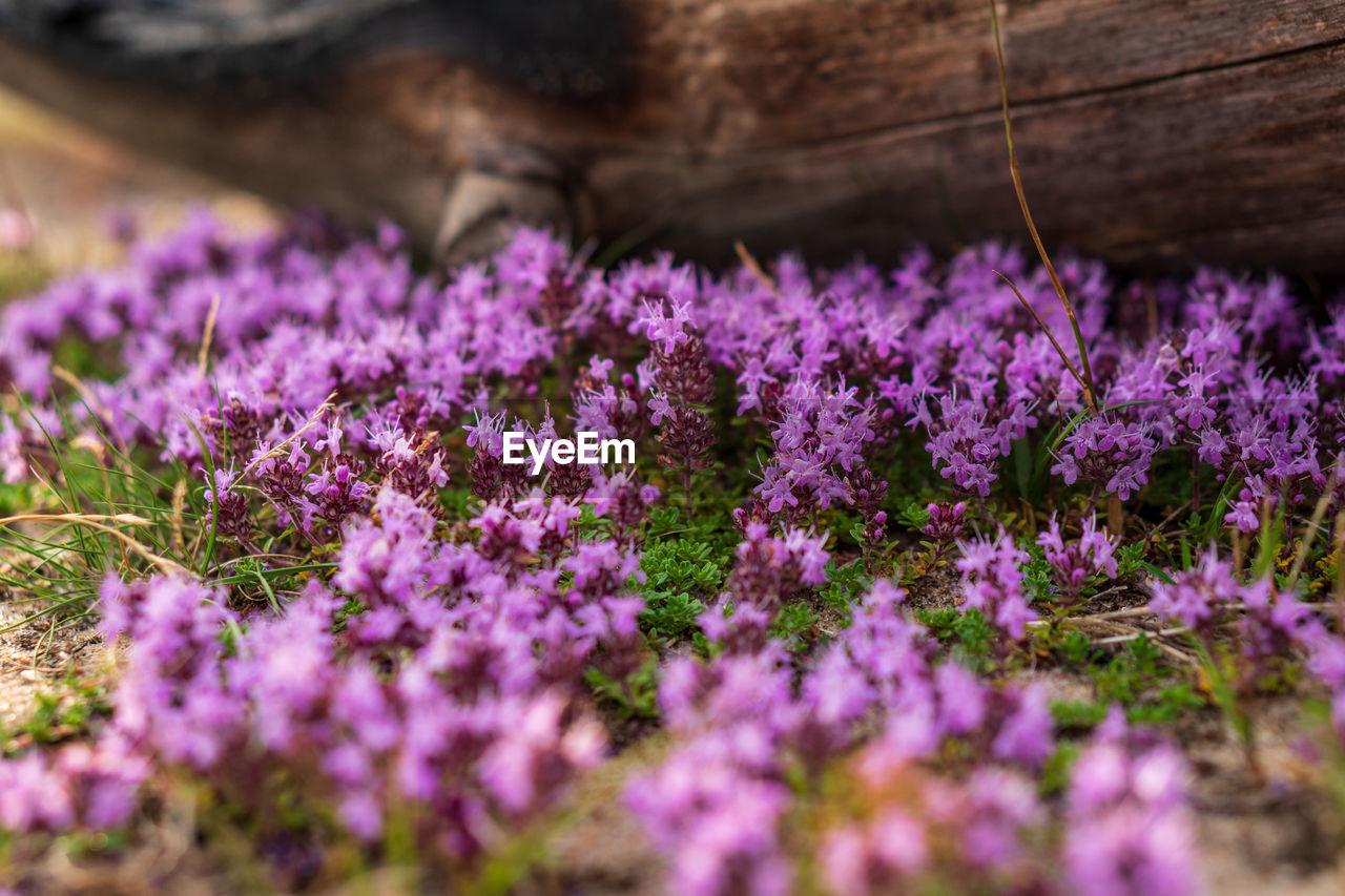 Close-up of purple flowering plants on field