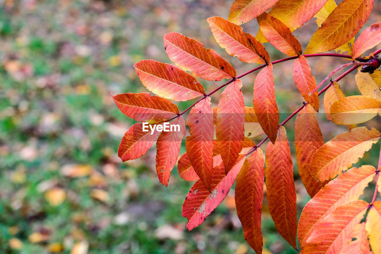 CLOSE-UP OF ORANGE LEAVES