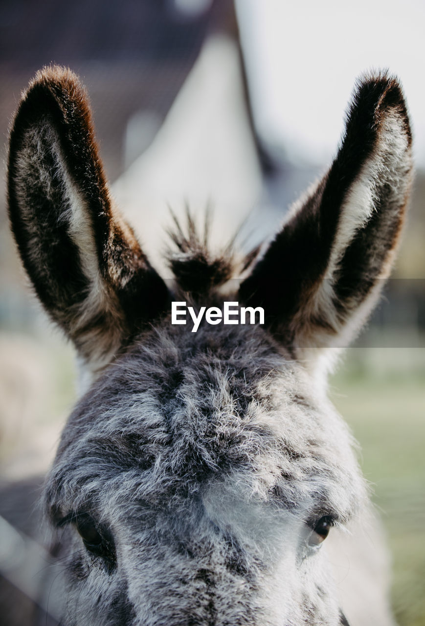 Close-up of donkeys ears