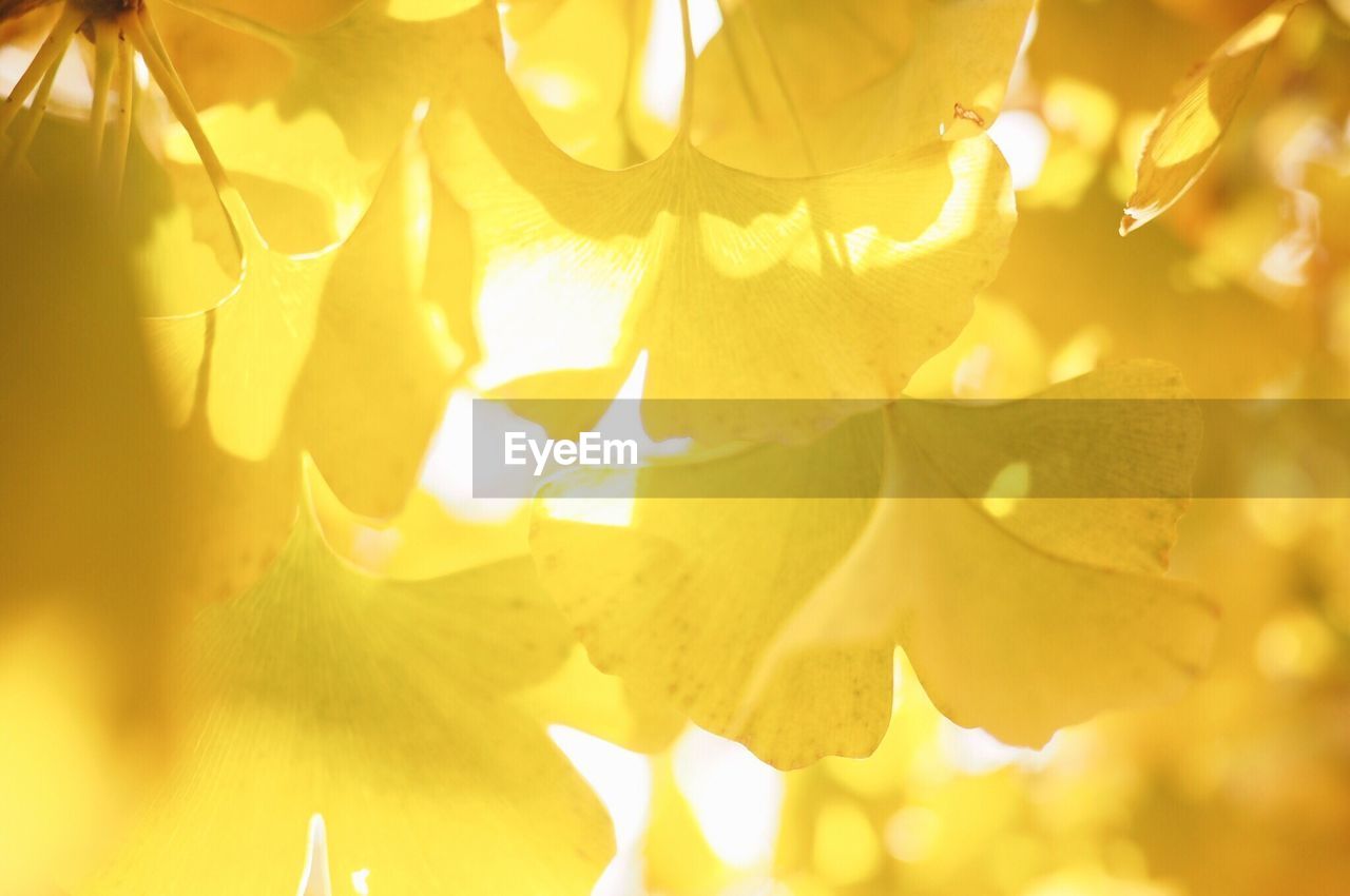 CLOSE-UP VIEW OF YELLOW LEAVES