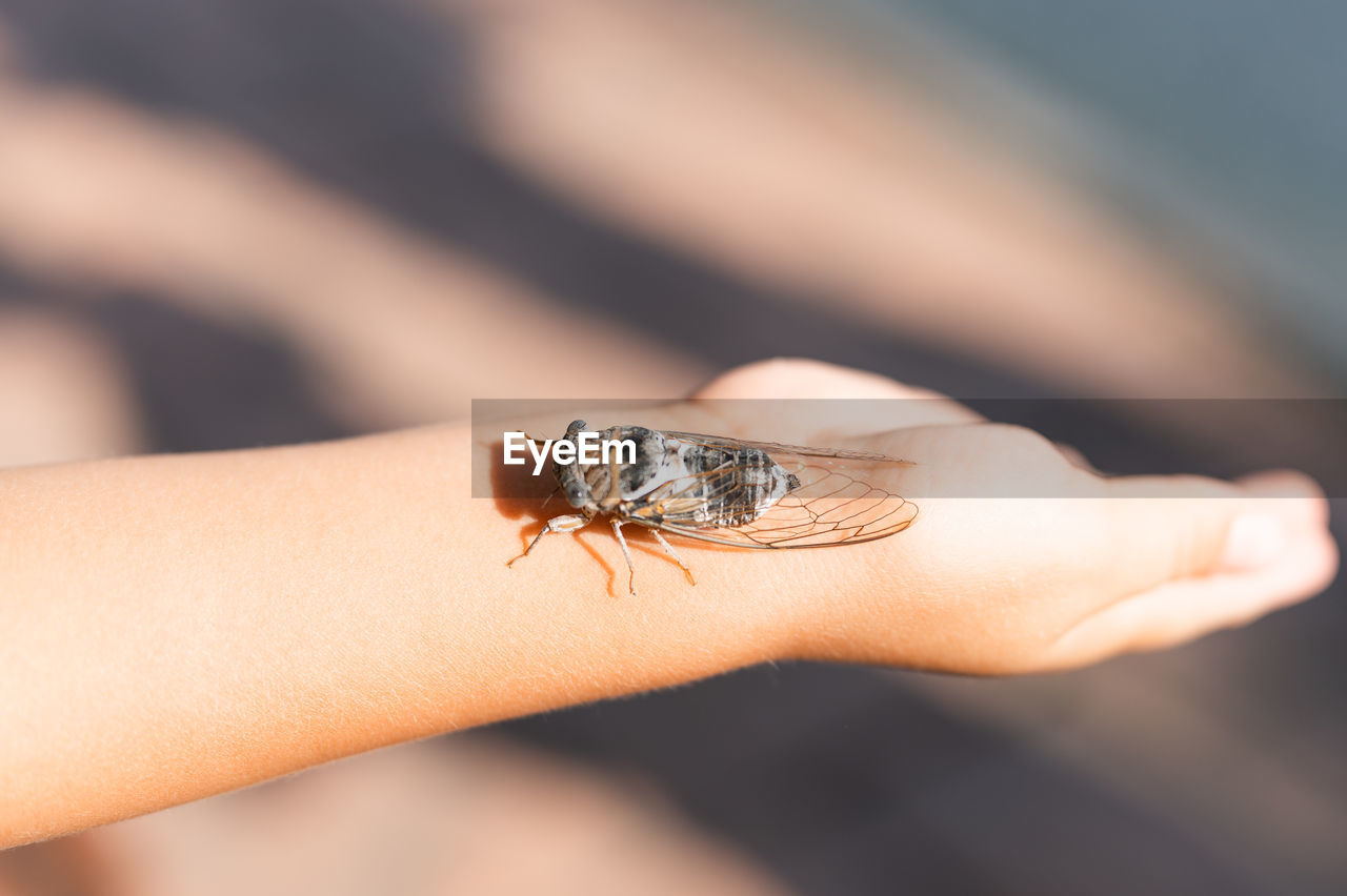 Kid hand holding cicada cicadidae flying chirping insect or bug or beetle. child exploring