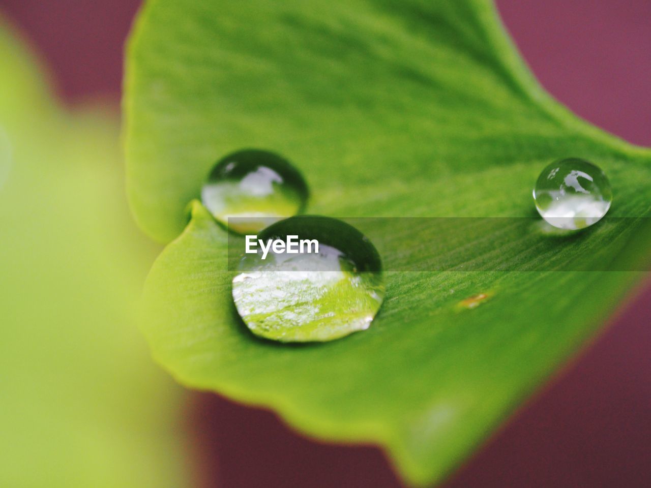 Close-up of water drops on leaf