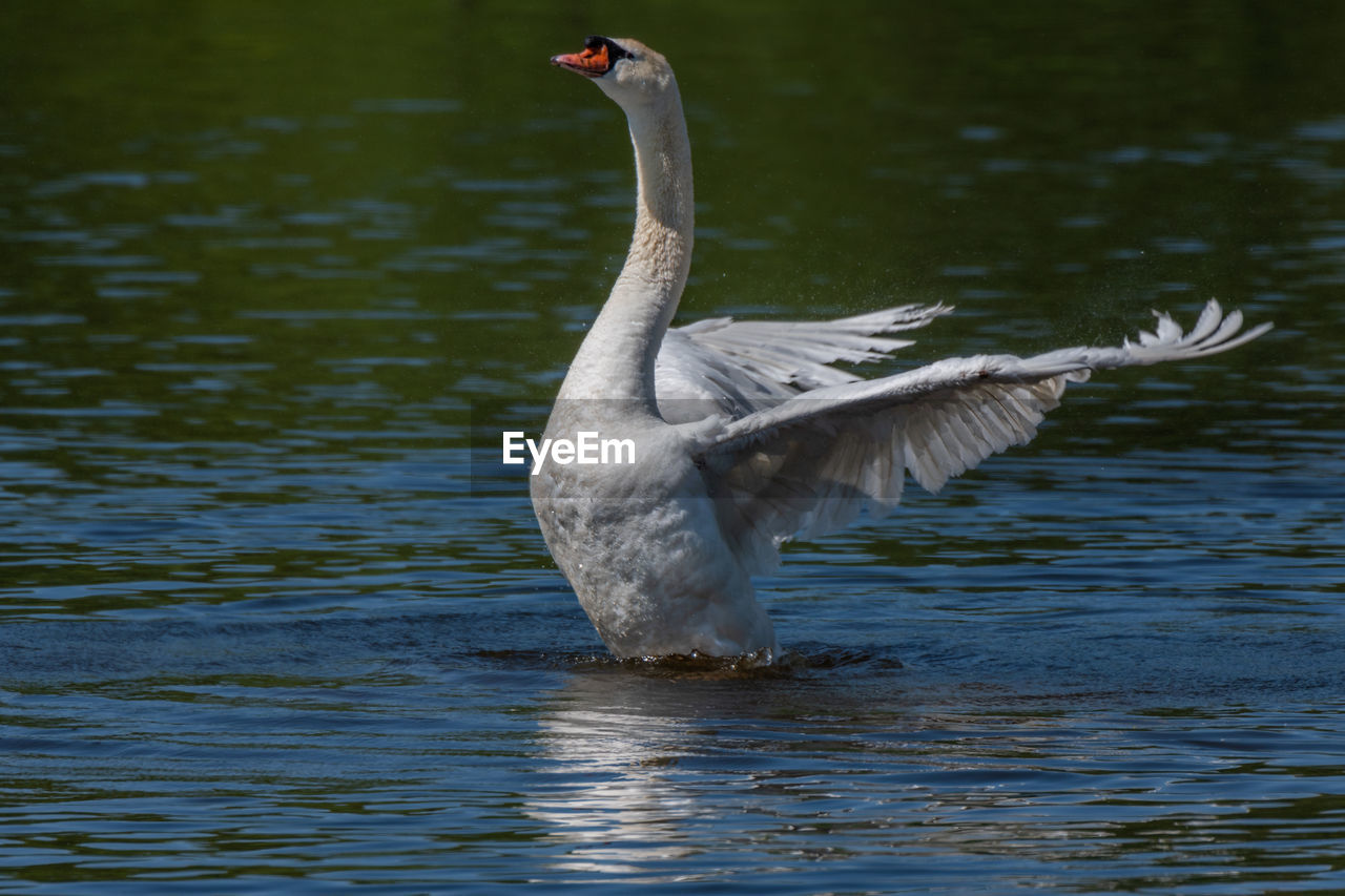 Adult male mute swan displaying wings on the huron river