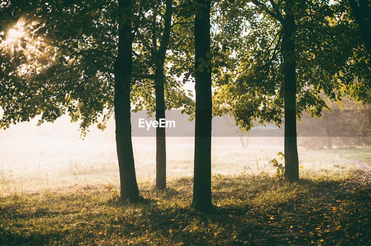 Trees on landscape at sunset