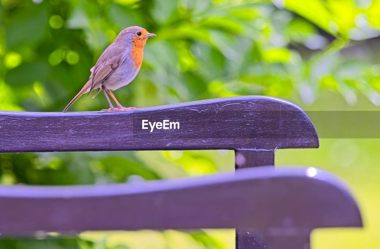 animal themes, animal, bird, animal wildlife, one animal, wildlife, yellow, green, perching, nature, beak, branch, plant, focus on foreground, no people, outdoors, multi colored, beauty in nature, tree, full length, day, environment