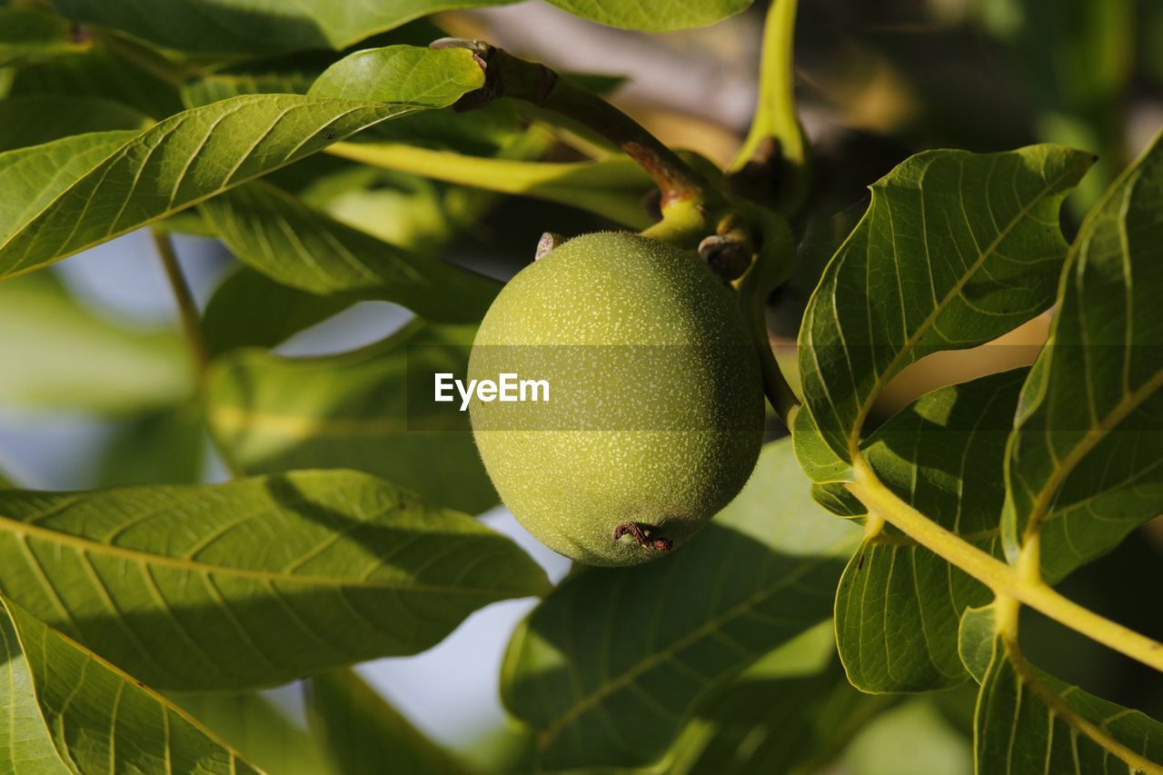 fruit, food and drink, healthy eating, food, leaf, plant part, green color, plant, growth, freshness, close-up, wellbeing, tree, no people, nature, focus on foreground, day, fruit tree, outdoors, branch