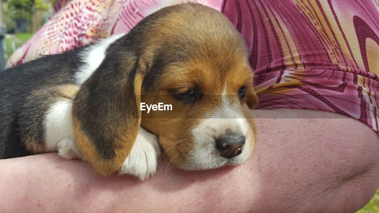 Mid section of person holding beagle puppy