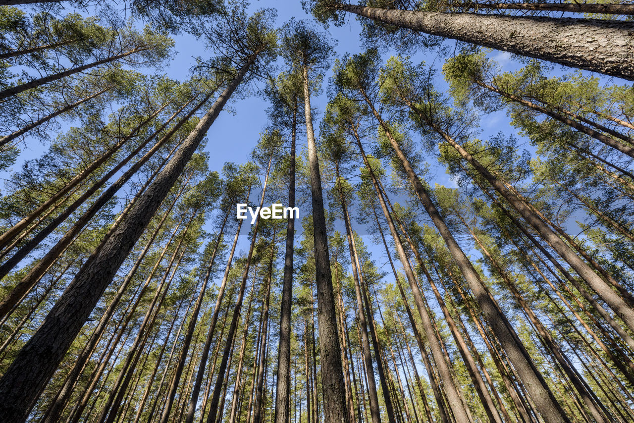 Low angle view of trees against sky