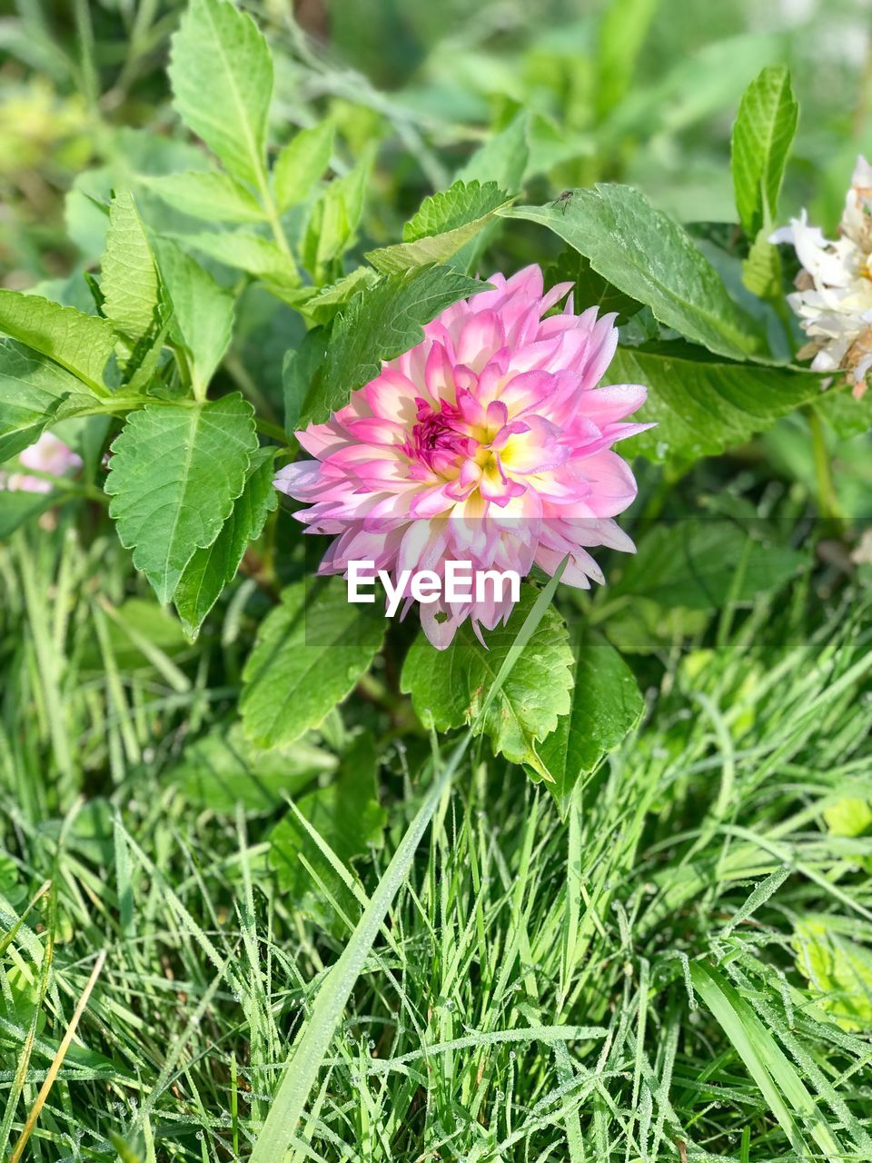 CLOSE-UP OF PINK FLOWERS